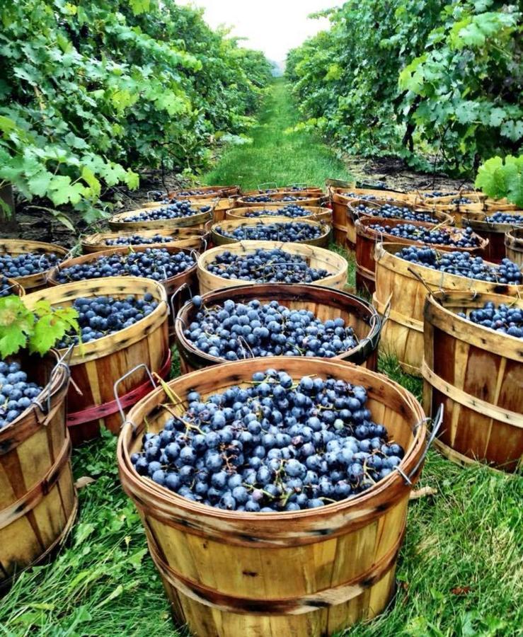 Hotel Tela & Mareli Winery Telavi Dış mekan fotoğraf